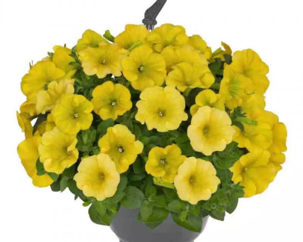30003. Петуния Sweetunia Canary Yellow (9 шт.)