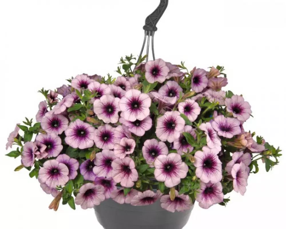 30005. Петуния Sweetunia Surprise Raspberry Gem (9 шт.)