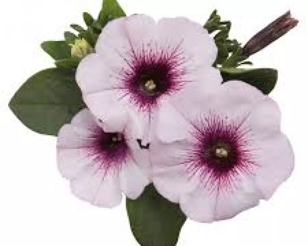 30006. Петуния Sweetunia Surprise White Orchid (9 шт.)