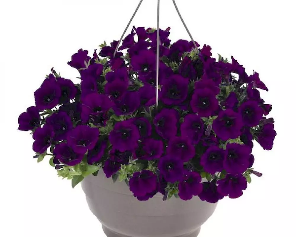 301. Петуния Sweetunia Lilac Blue 2026 (9 шт.)