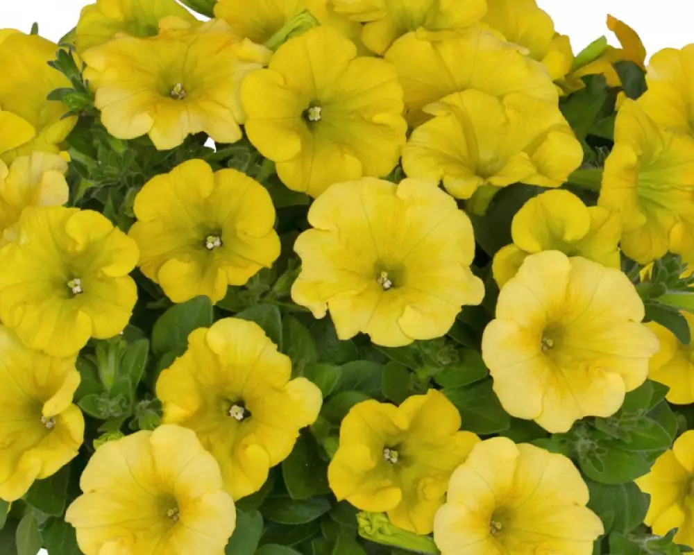 302. Петуния Potunia Canary Yellow (9 шт.)