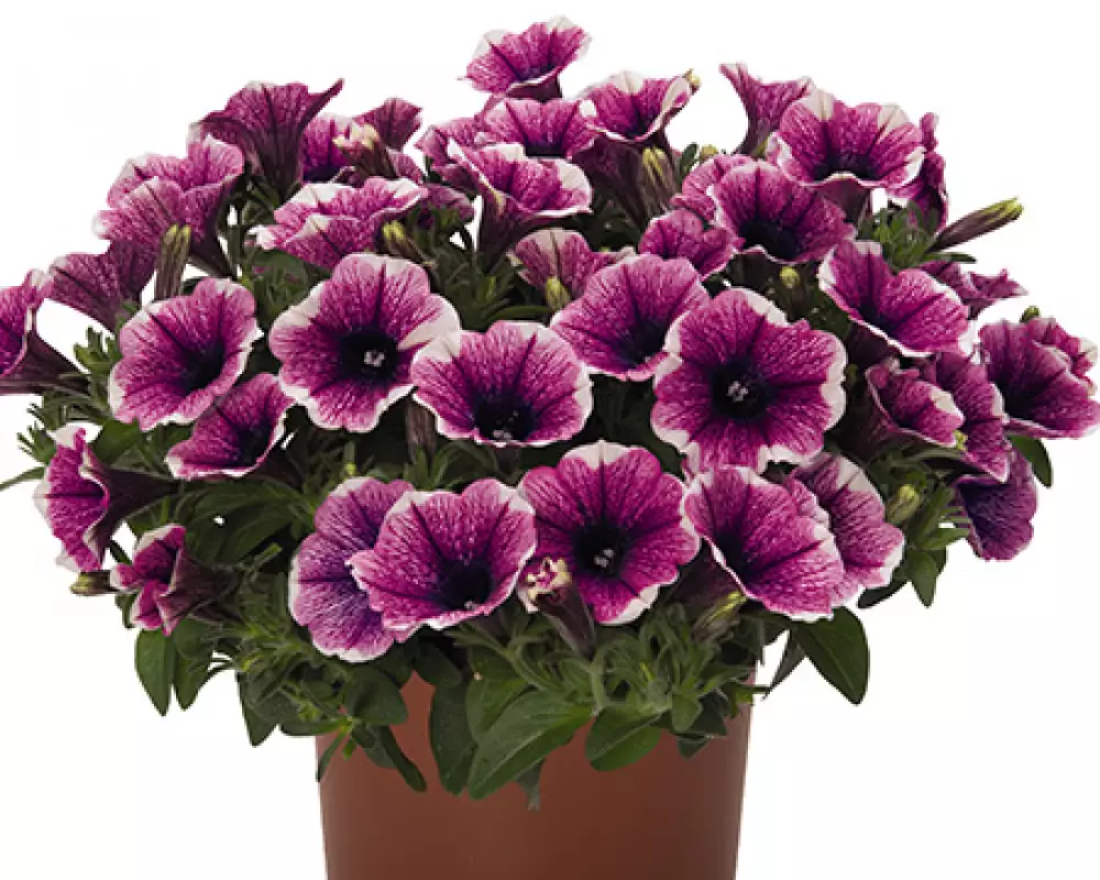 304. Петуния Sweetunia Purple Gem (9 шт.)