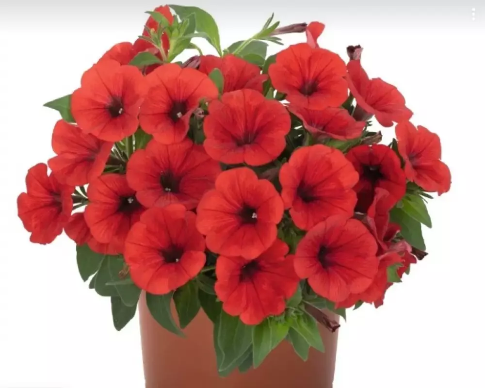 305. Петуния Sweetunia Red 2026 (9 шт.)