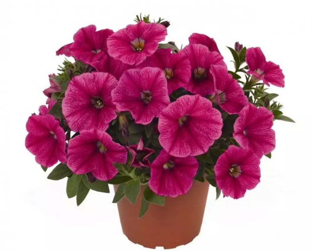 306. Петуния Sweetunia Rose Gem (9 шт.)