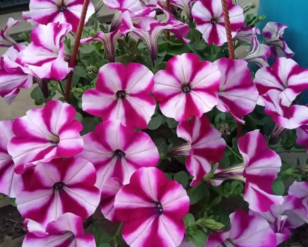 307. Петуния Color Rush Burgundy Star (9 шт.)