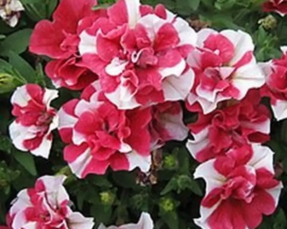 315. Петуния Tumbelina Compact Cherry Ripple (9 шт.)