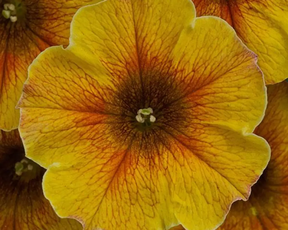 322. Петхоа Beautical Caramel Yellow (9 шт.)