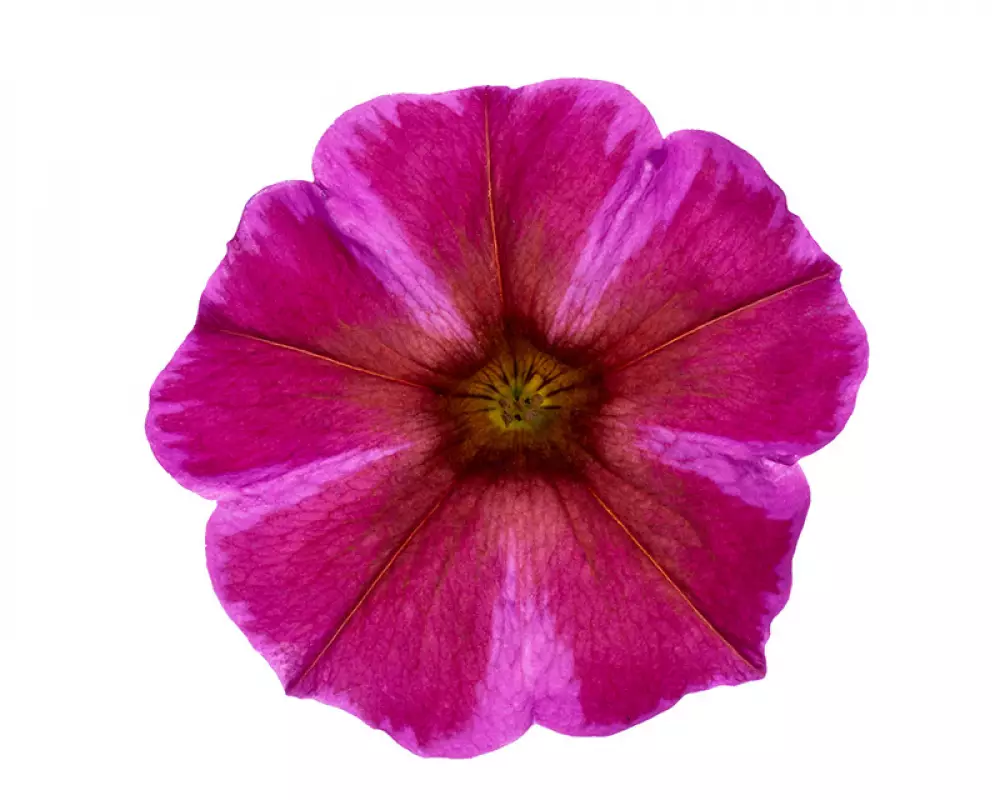 329. Петхоа Beautical Rose Star (9 шт.)