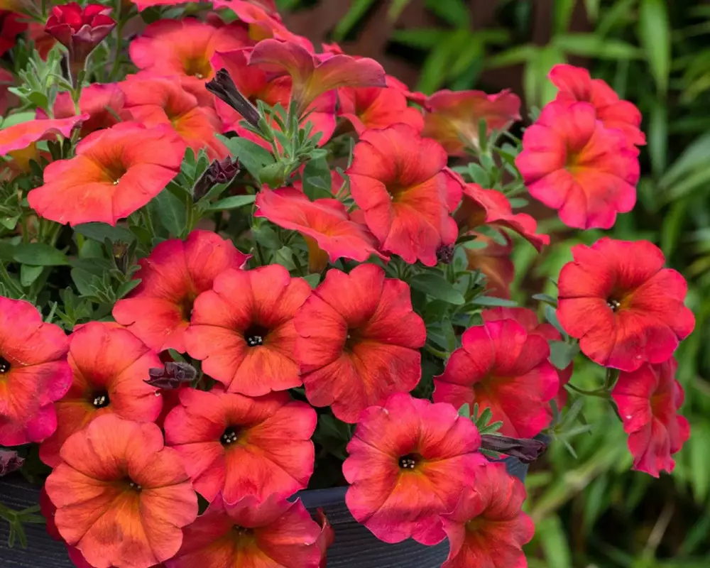 32901. Петхоа BEAUTICAL RED MAPLE (9 шт.)