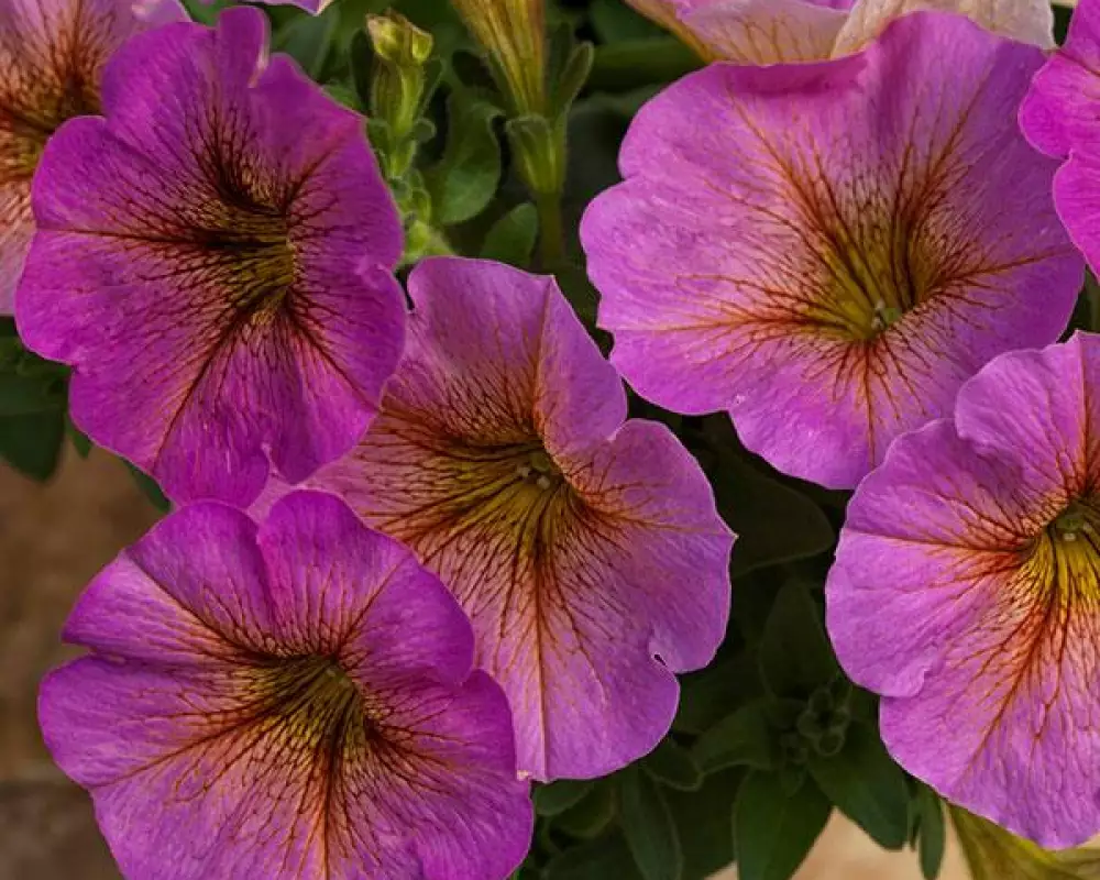 330. Петхоа Beautical Sunray Pink (9 шт.)