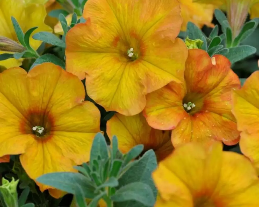 331. Петхоа Beautical Sunset Orange (9 шт.)