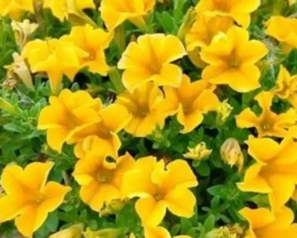 332. Петхоа Beautical Yellow Sun (9 шт.)