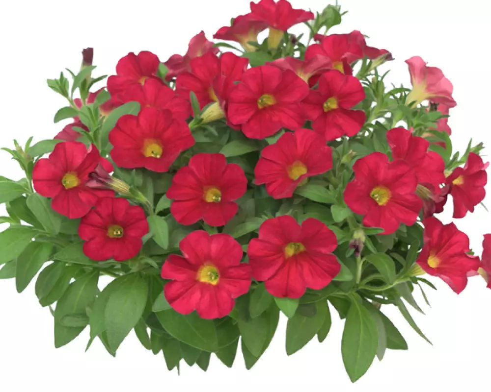 334. Петхоа Power sisters Red Runa (9 шт.)