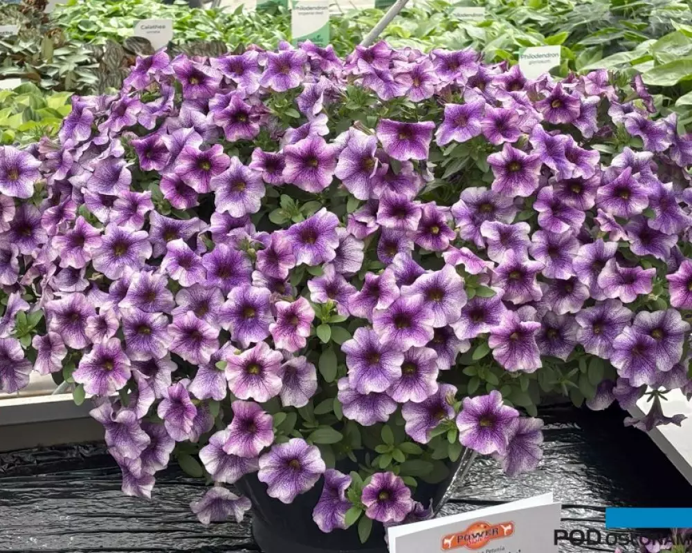 33401.  Петхоа PowS Violet Vicky (9 шт.)