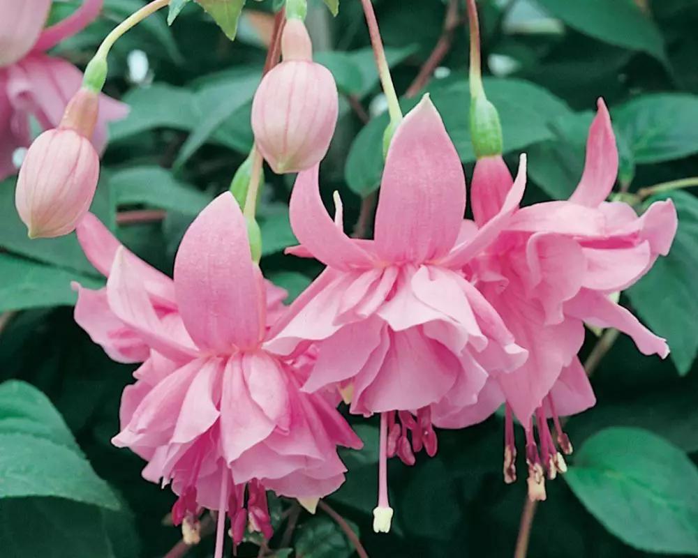 357. Фуксия Pink Galore (9 шт.)