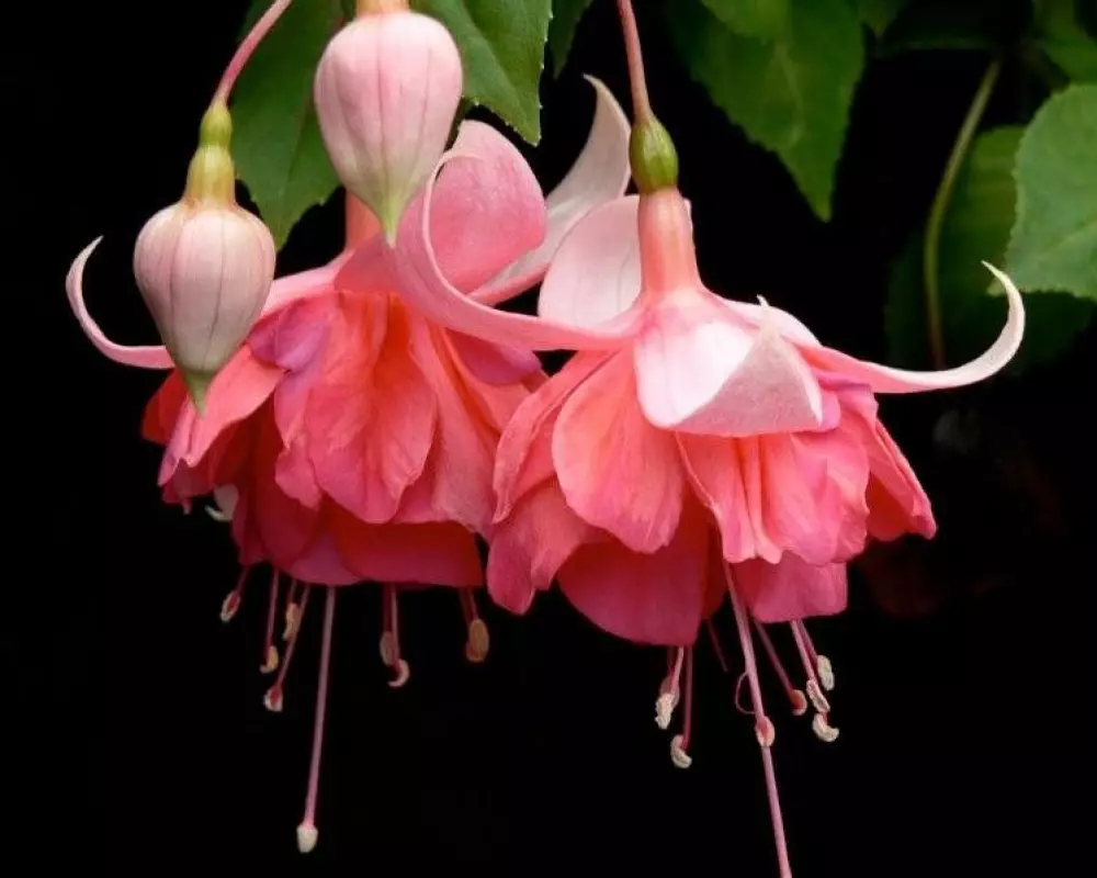 387. Фуксия Peachy (9 шт.)