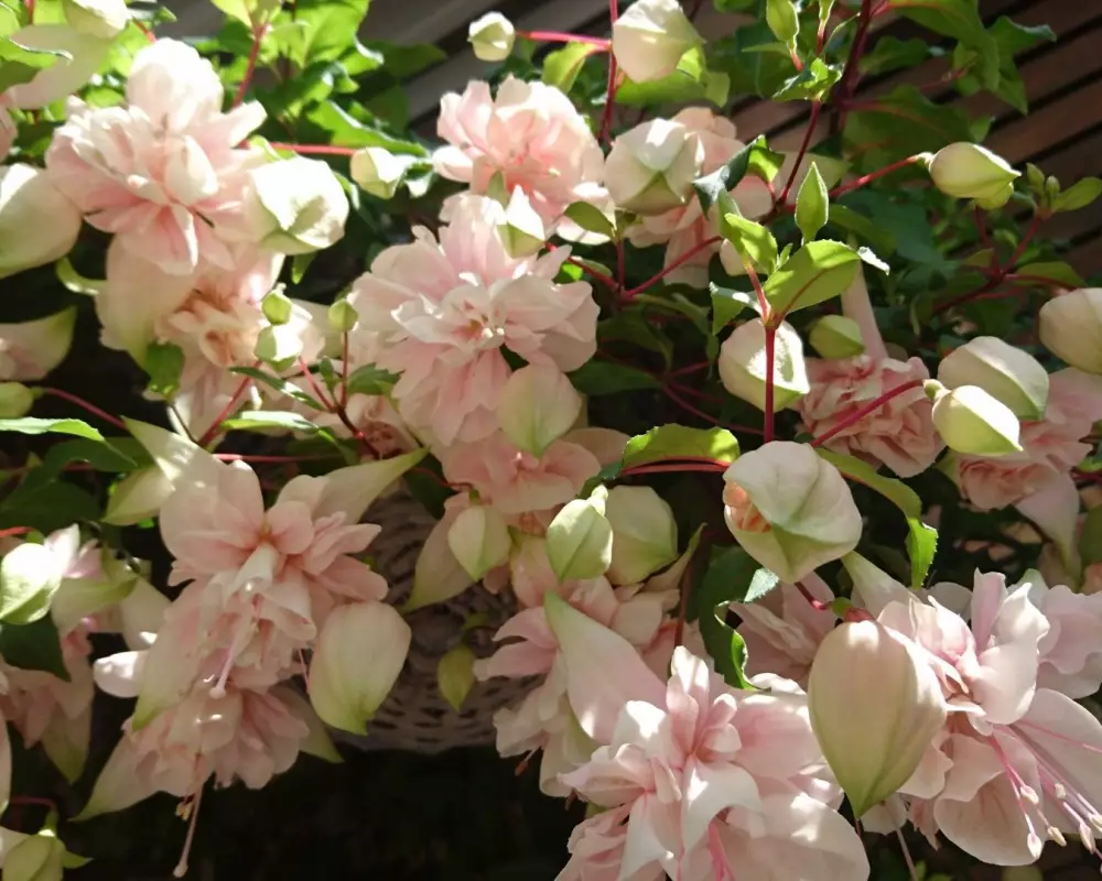 389. Фуксия Pink Marshmallow (9 шт.)