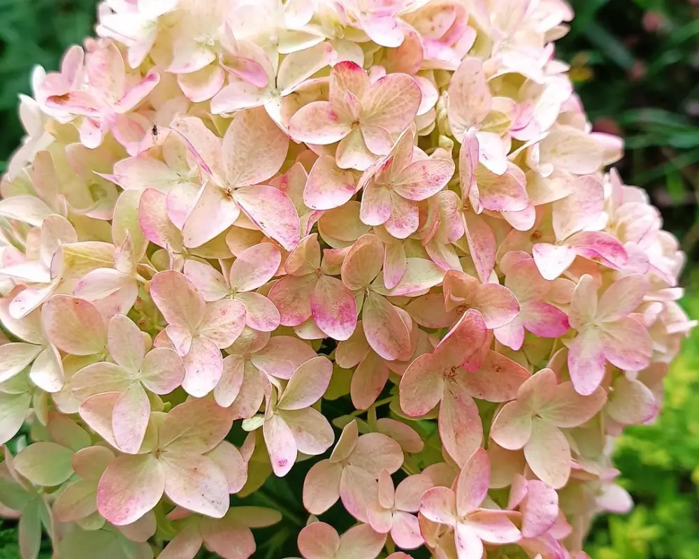 Гортензия мет. Summer Love (48 шт.)