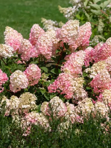 Гортензия мет. Sundaе Fraise (48 шт.)