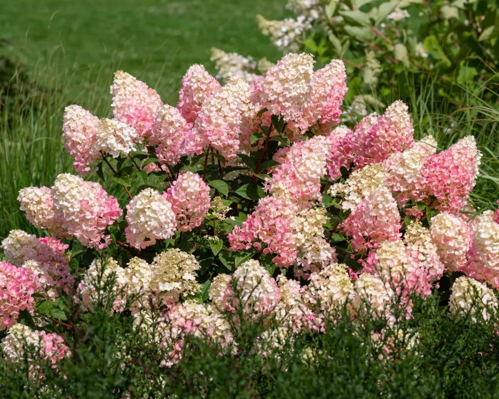 Гортензия мет. Sundaе Fraise (48 шт.)