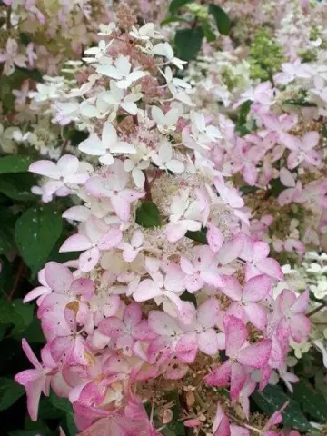 Гортензия мет. Confetti (48 шт.)