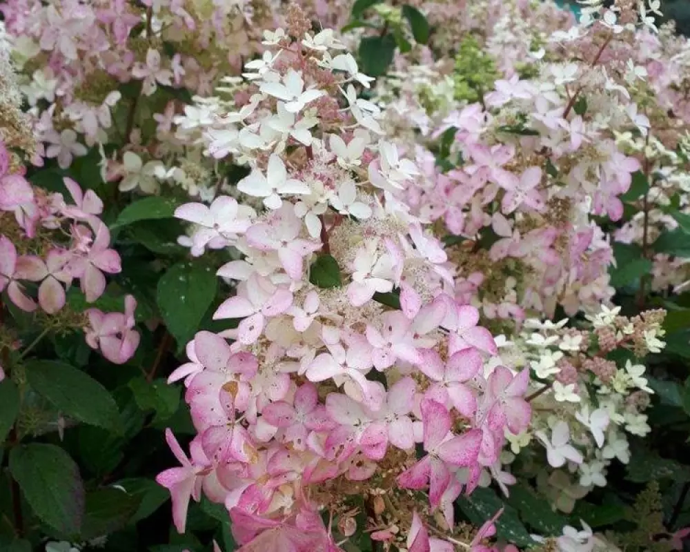 Гортензия мет. Confetti (48 шт.)