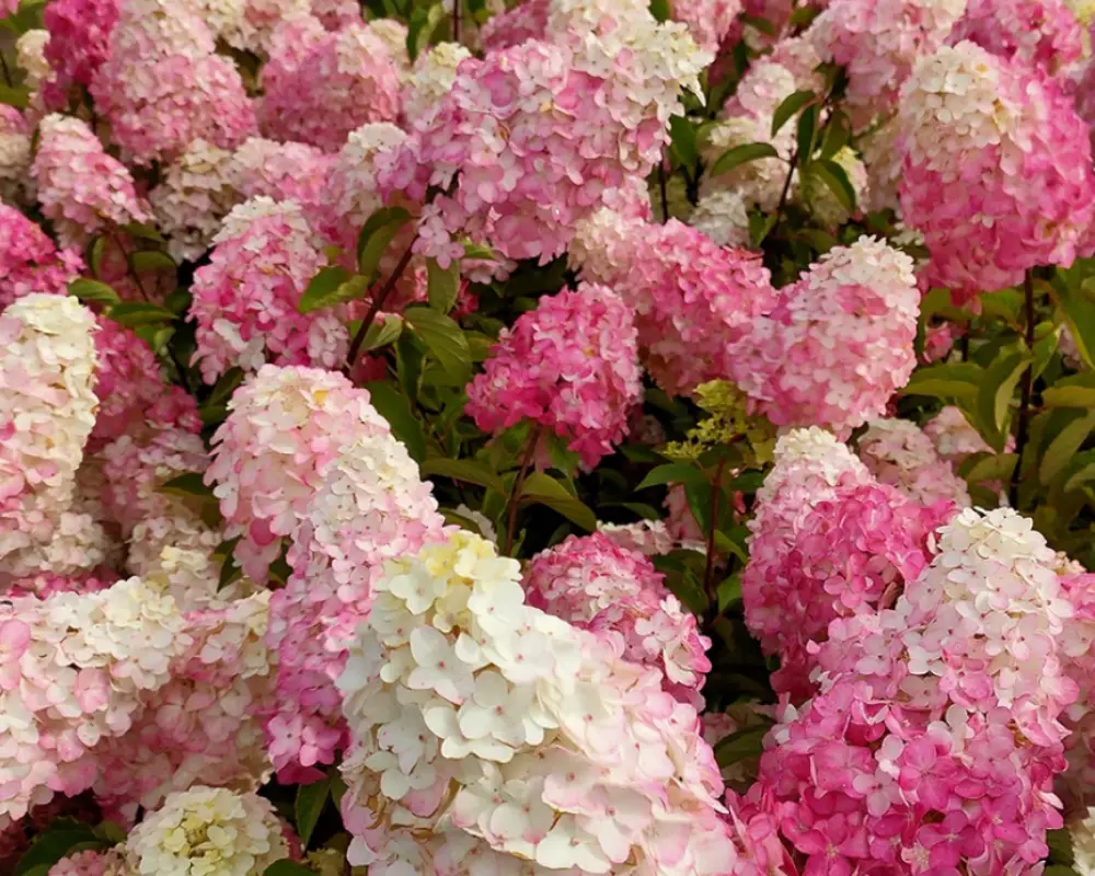 Гортензия мет. Fraise Melba (48 шт.)