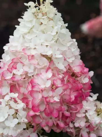 Гортензия мет. Strawberry Blossom (48 шт.)