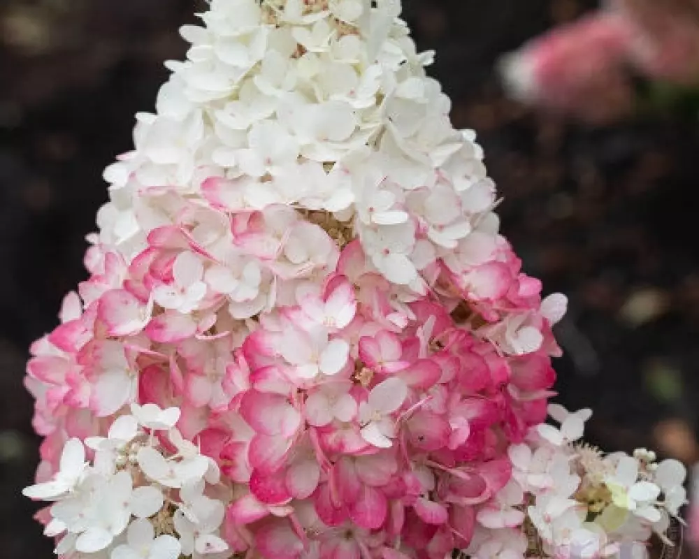 Гортензия мет. Strawberry Blossom (48 шт.)