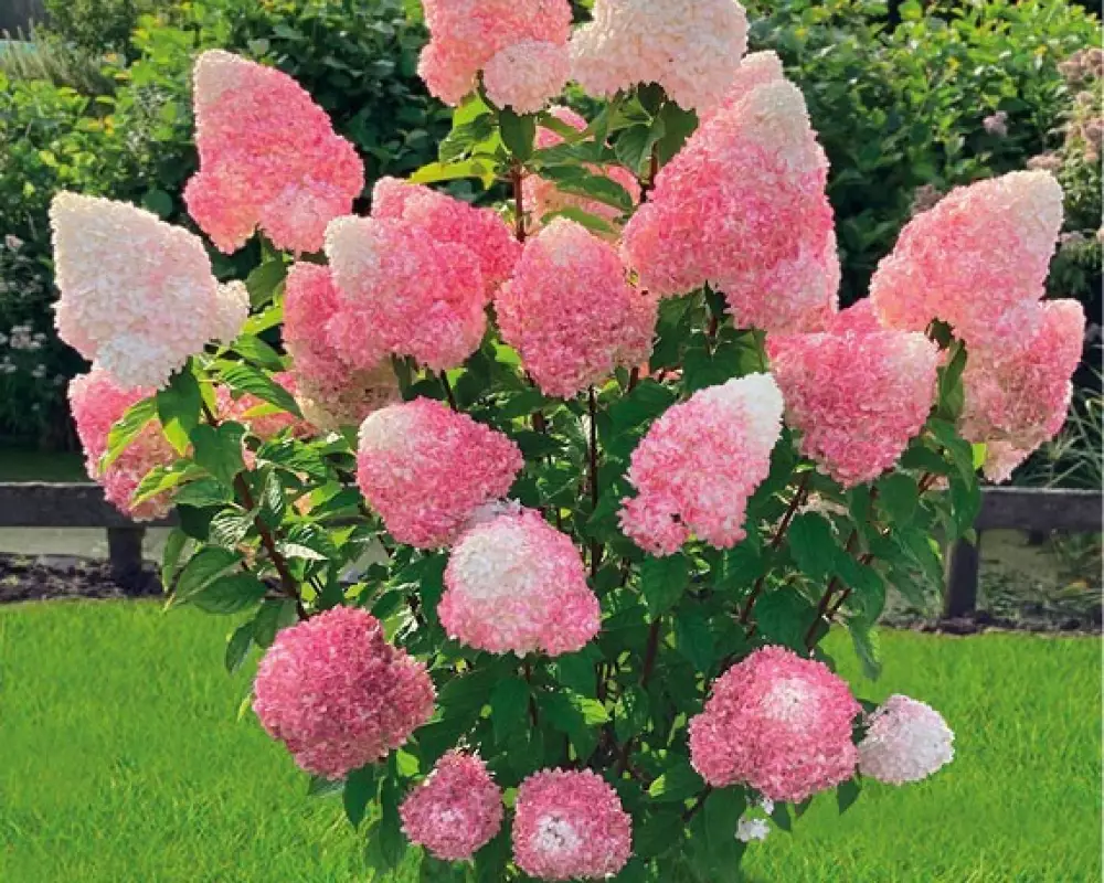 Гортензия мет. Pink and Rose (48 шт.)