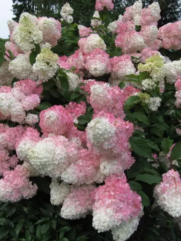 Гортензия мет. Vanilla Fraise (48 шт.)
