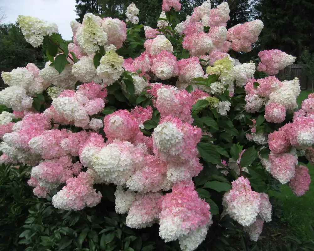 Гортензия мет. Vanilla Fraise (48 шт.)
