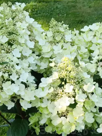 Гортензия мет. Bee Happy (48 шт.)
