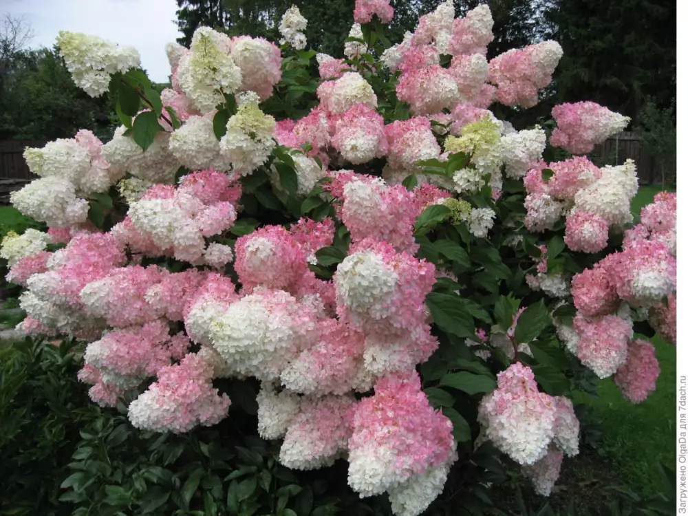 Гортензия мет. Vanilla Fraise (12 шт.)