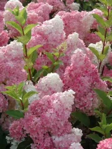 Гортензия мет. Sundaе Fraise (12 шт.)
