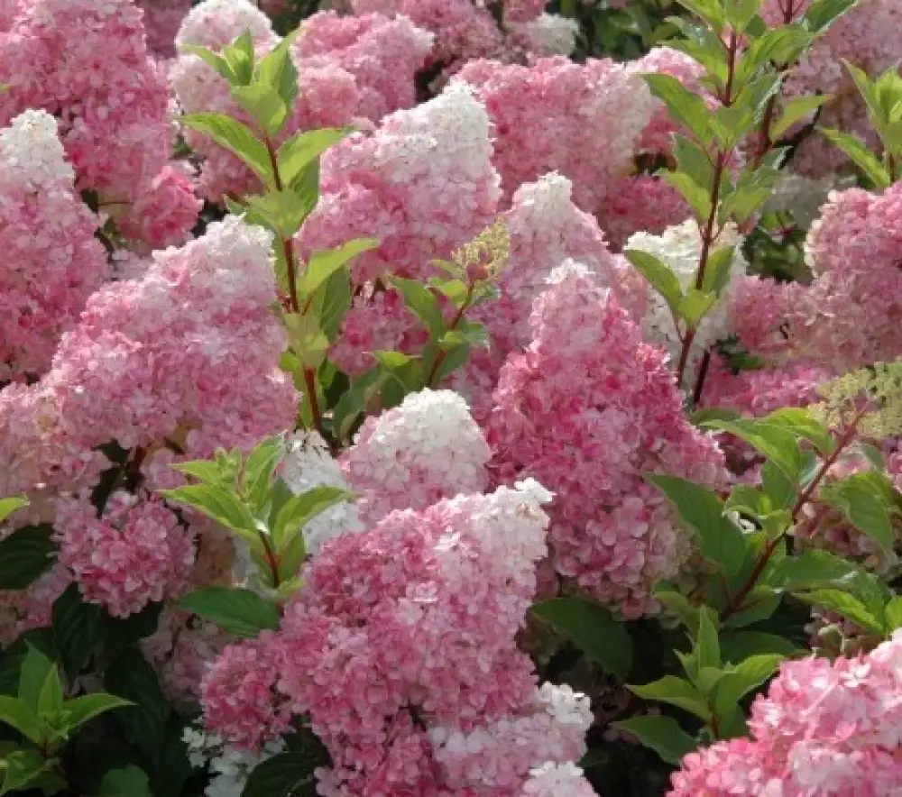 Гортензия мет. Sundaе Fraise (12 шт.)