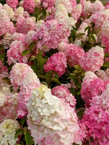 Гортензия мет. Fraise Melba (12 шт.)