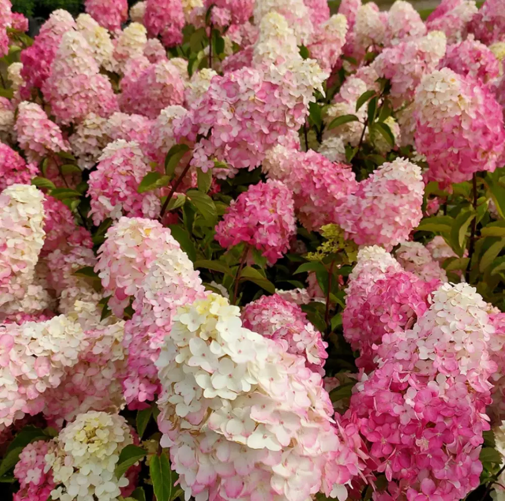 Гортензия мет. Fraise Melba (12 шт.)