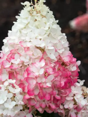 Гортензия мет. Strawberry Blossom (12 шт.)