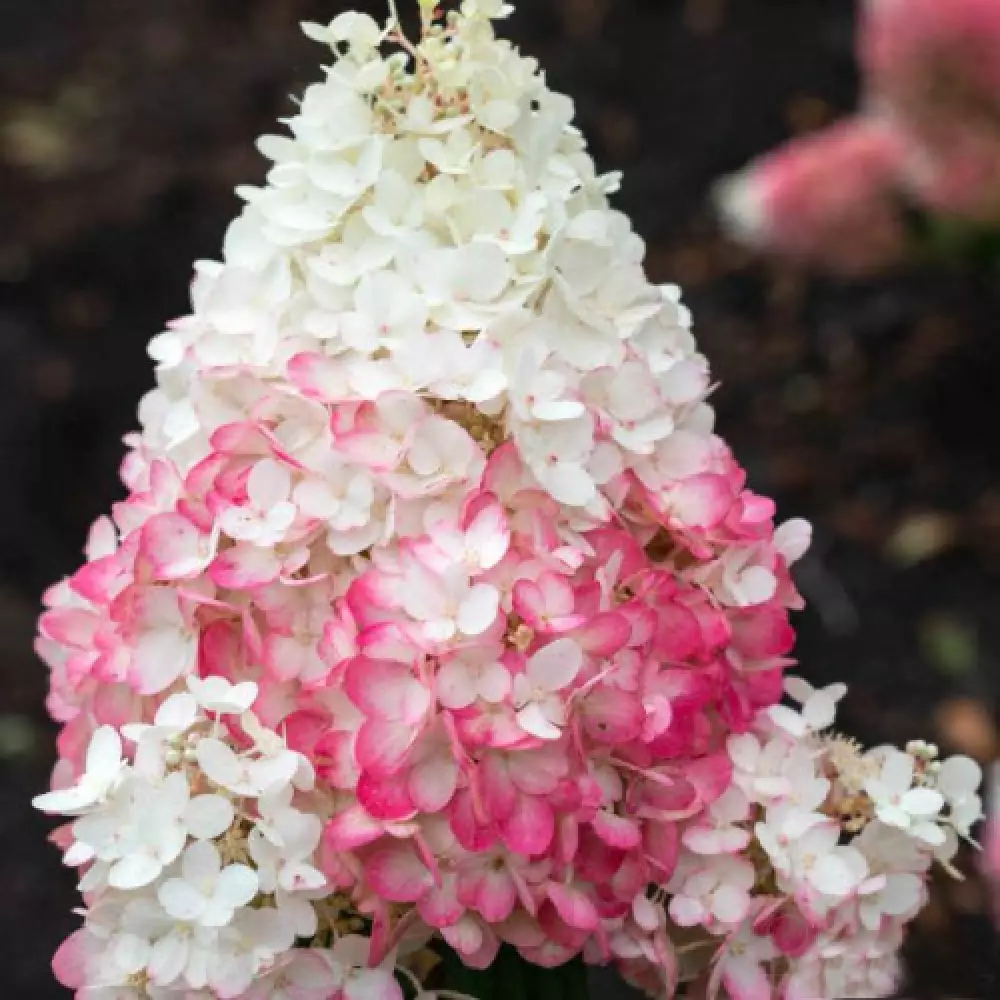 Гортензия мет. Strawberry Blossom (12 шт.)