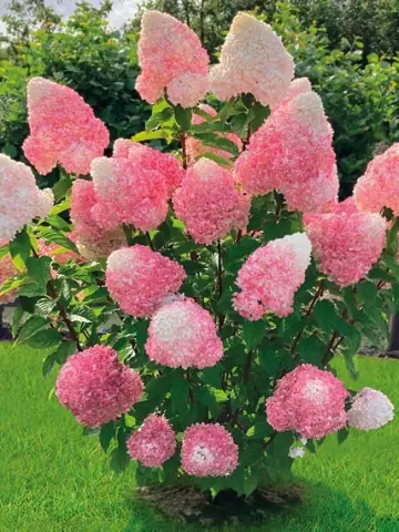 Гортензия мет. Pink and Rose (12 шт.)