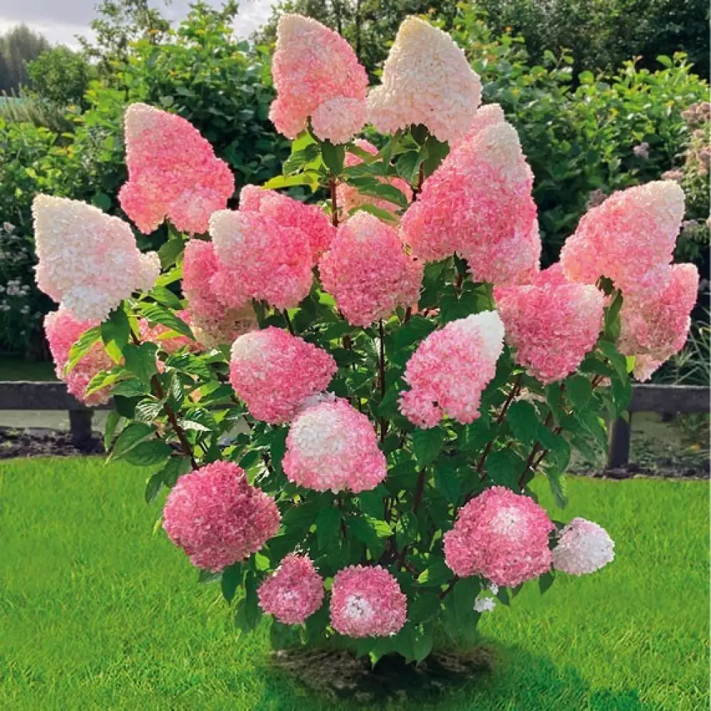 Гортензия мет. Pink and Rose (12 шт.)