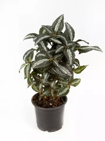 Пилея Silver Tree (12 шт.)