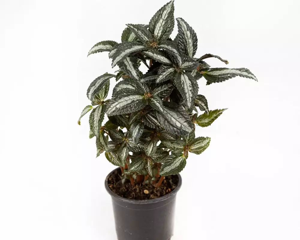 Пилея Silver Tree (12 шт.)