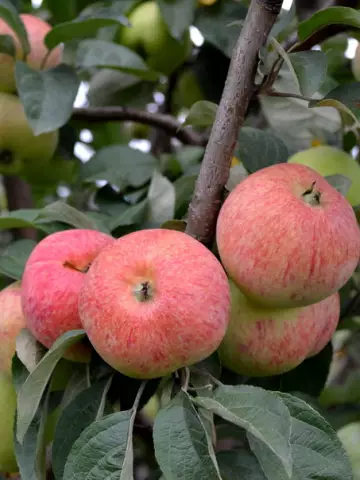 Яблоня Конфетное (10 шт.)