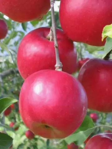 Яблоня Афродита (10 шт.)