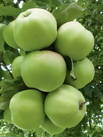 Яблоня Антоновка (10 шт.)