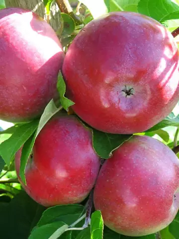 Яблоня Лобо (10 шт.)
