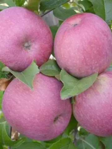 Яблоня Вишневая (10 шт.)