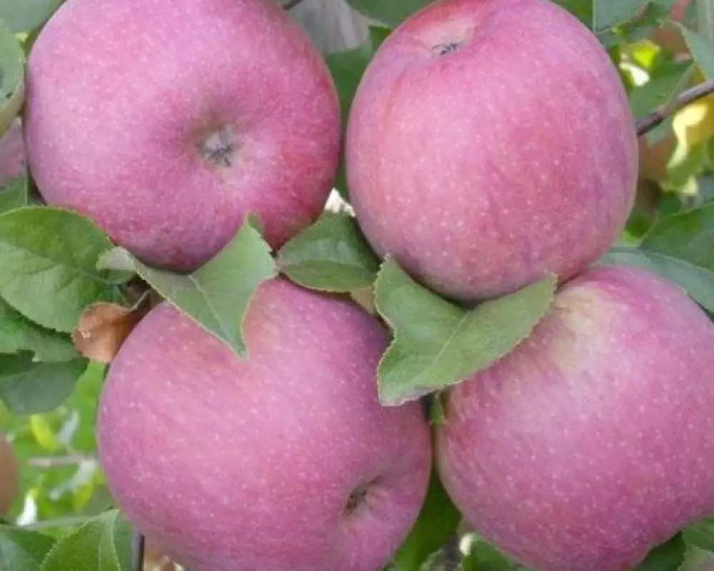 Яблоня Вишневая (10 шт.)